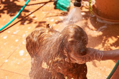Püskürtme su spaniel köpek