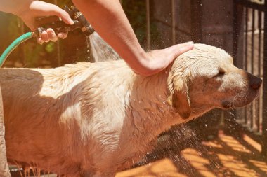 Labrador köpek su sıçrama içinde