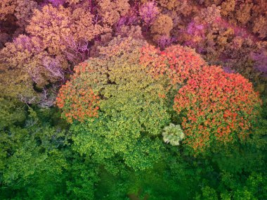 Orta Amerika'da renkli ağaçlar