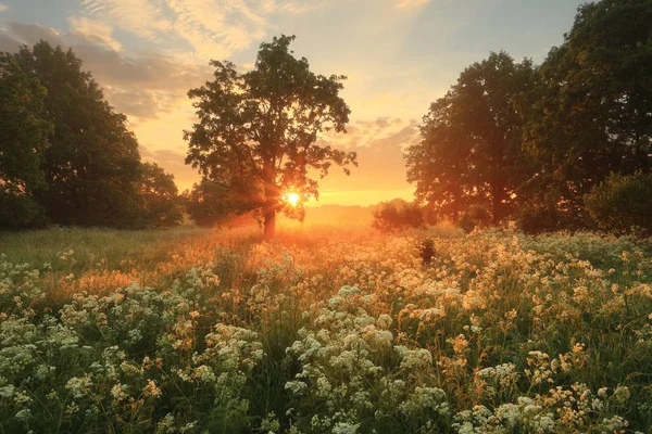 Літній sunrise сцени — стокове фото