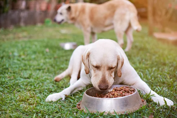 Собаки едят на заднем дворе — стоковое фото