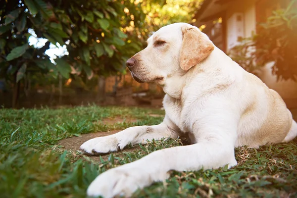 Un perro labrador yacía en el parque — Foto de Stock