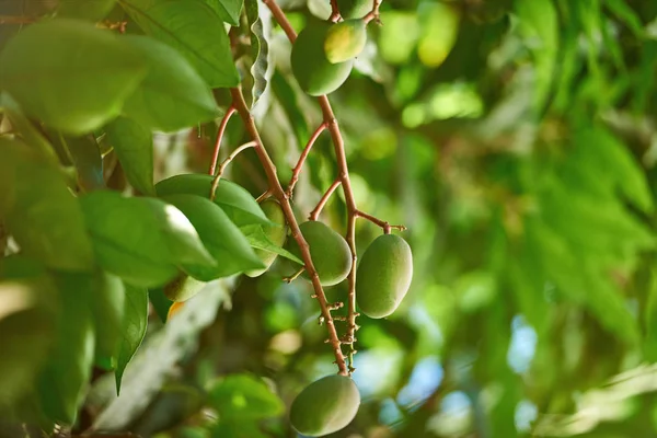 Větev stromu mango — Stock fotografie