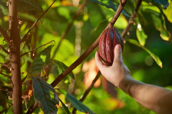 Hold red cocoa pod — Stock Photo, Image