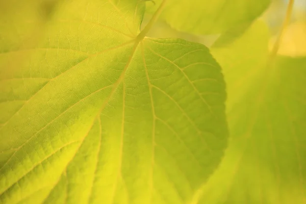 Fondo de naturaleza de verano — Foto de Stock