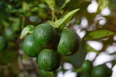 Doğal narenciye arka plan