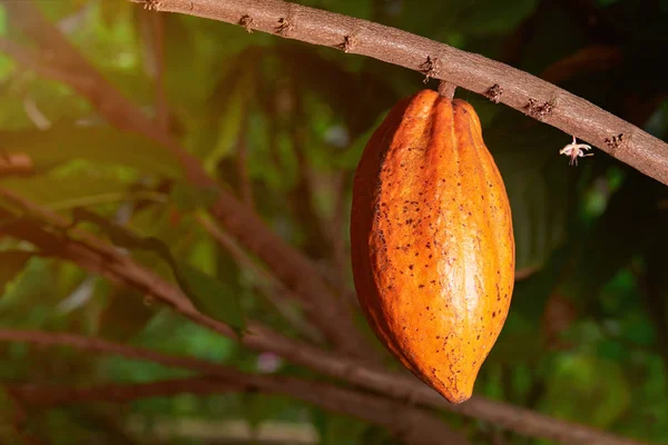 Cacau de cor amarela pod — Fotografia de Stock