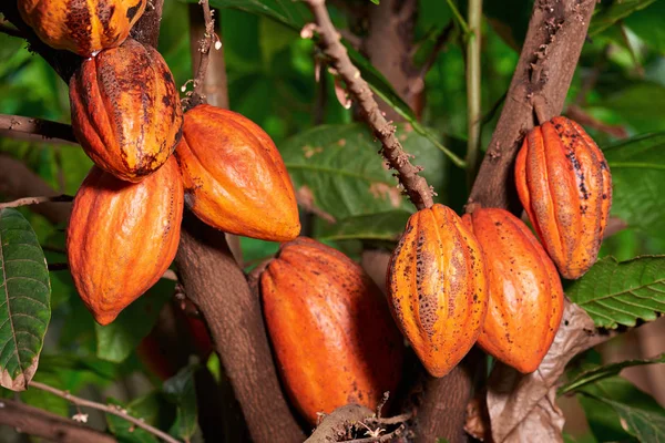 Большие капсулы какао — стоковое фото