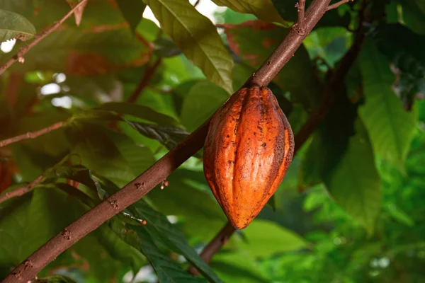 Hängande cacao pod — Stockfoto