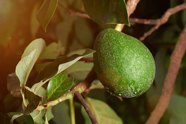 Fresco aguacate verde fruta con rocío — Foto de Stock