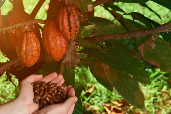 Agricultor mostrar semillas de cacao — Foto de Stock