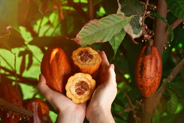 Урожай какао в руках — стоковое фото