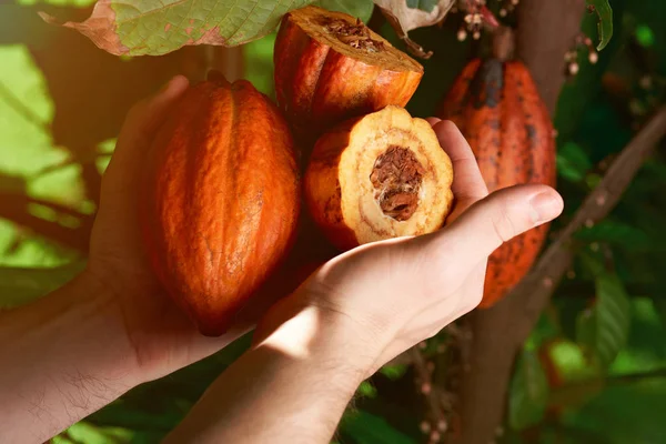 Zbliżenie: owoc cacao — Zdjęcie stockowe