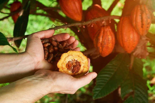 Фермер тримає насіння какао — стокове фото