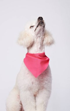 Beyaz kaniş köpek arıyorum