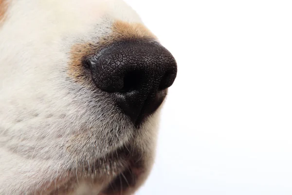 Dog nose close-up — Stock Photo, Image