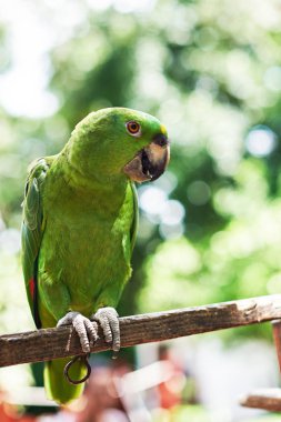 Renkli papağan şube oturmak