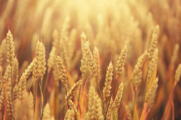 Güneşli zemin üzerine sarı buğday spikelets — Stok fotoğraf