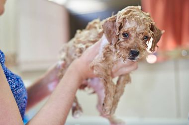 Sabun kabarcıkları sevimli köpek yavrusu