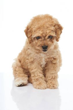 Çok güzel oturma kahverengi kaniş köpek yavrusu