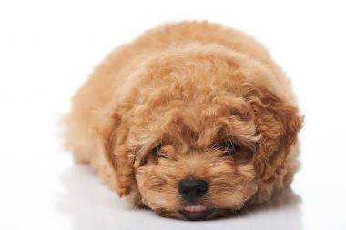 Sevimli küçük köpek yavrusu