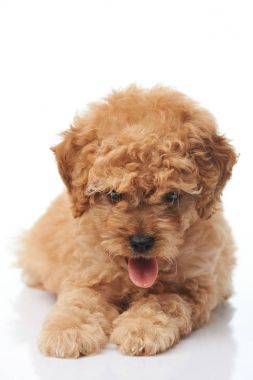 Kaniş köpek yavrusu dilini çıkarmış