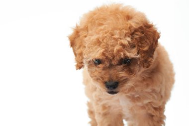 Küçük köpek yavrusu fino köpeği yürüyüş