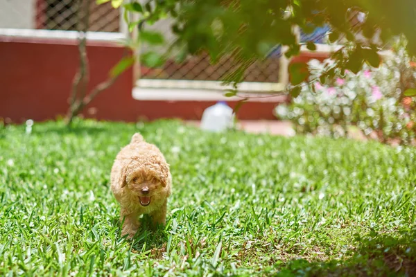Pequeño cachorro de caniche correr en la hierba —  Fotos de Stock