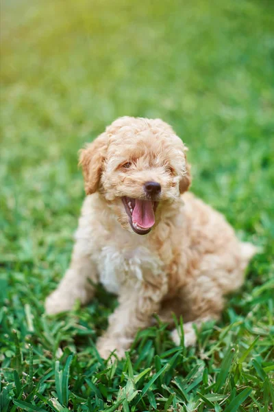 Filhote de cachorro poodle feliz — Fotografia de Stock