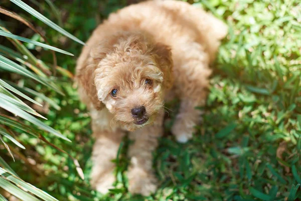 Filhote de cachorro bonito poodle marrom — Fotografia de Stock