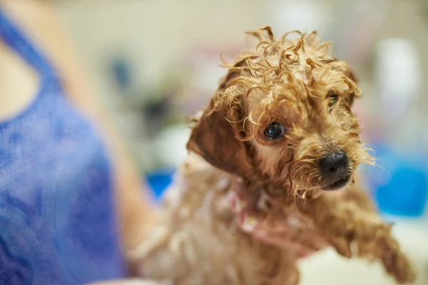 Funny wet poodle puppy dog — Stock Photo, Image