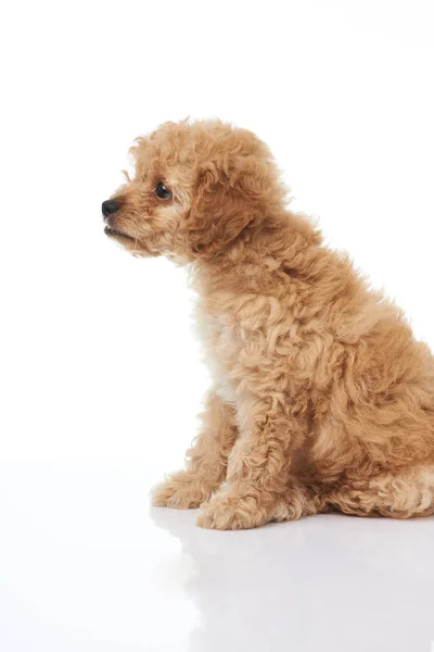 Perfil retrato de cachorro poodle bonito — Fotografia de Stock
