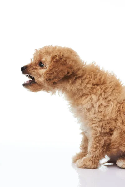 Štěkající štěně malého pudla — Stock fotografie