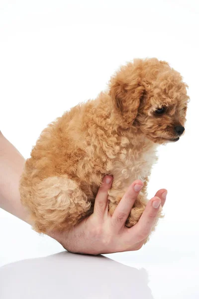 Tangan memegang anjing pudel — Stok Foto