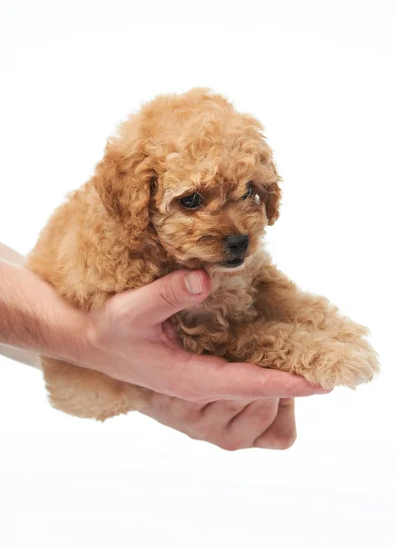 Puppy lay on human hands — Stock Photo, Image