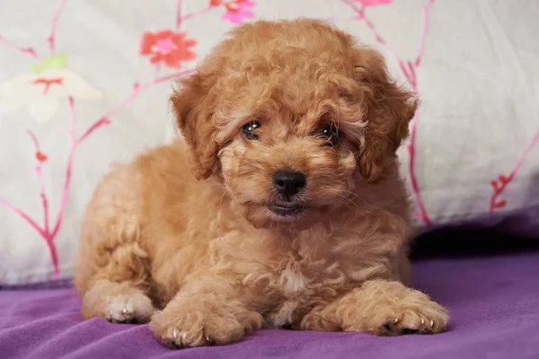 Filhote de cachorro poodle bonito marrom — Fotografia de Stock