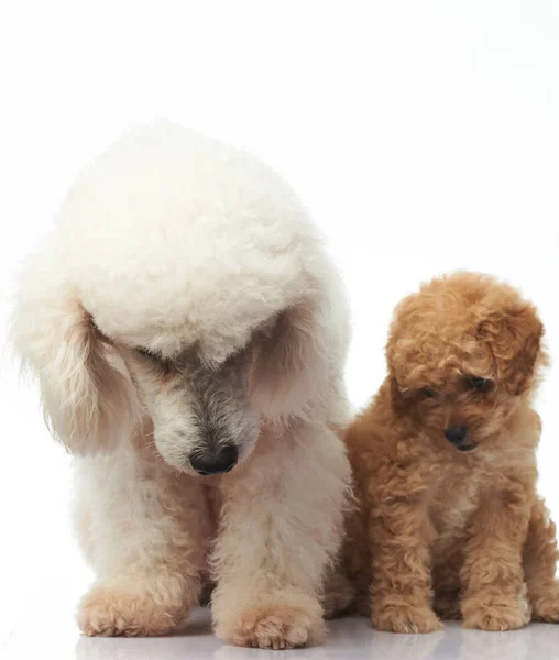 Poodle filhote de cachorro sentar com a mãe — Fotografia de Stock