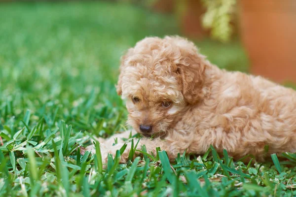 Filhote de cachorro bonito — Fotografia de Stock