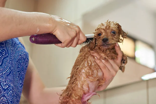 Grooming puppy dog — Stock Photo, Image