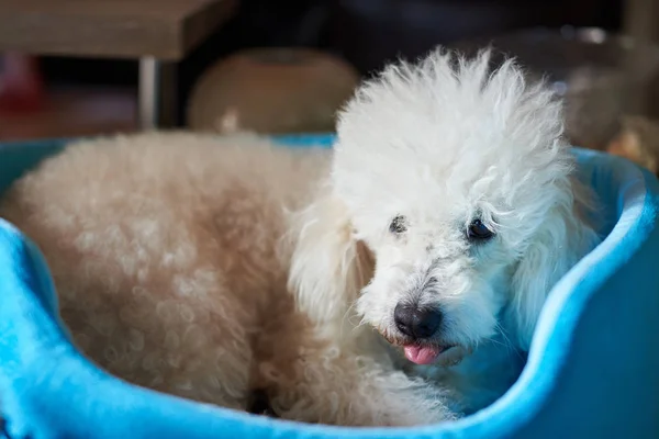 Funny fluffy white poodle dog — Stock Photo, Image