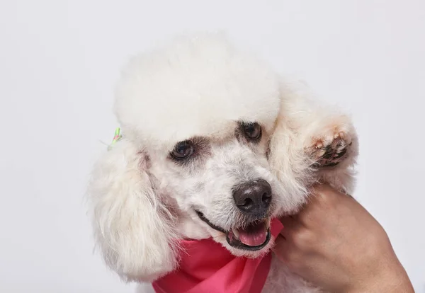 Happy groomed white poodle — Stock Photo, Image