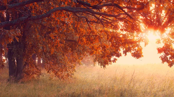 Solig höst scen. Hallowing tid bakgrund. — Stockfoto