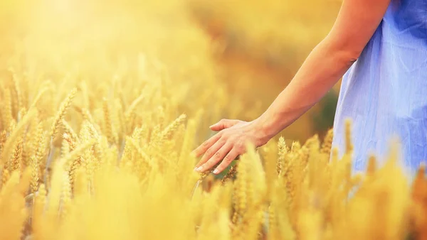 Жінка торкається золотої пшениці — стокове фото