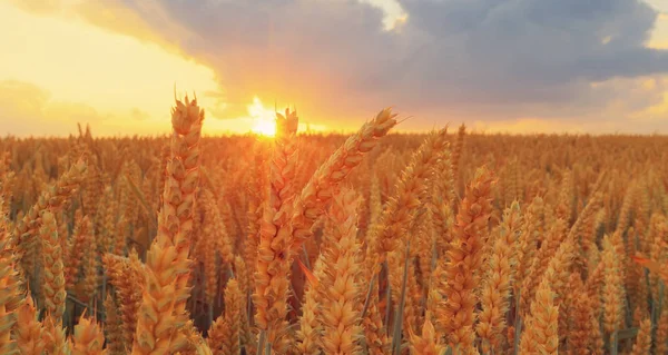 Gün batımında buğday yakın çekim — Stok fotoğraf