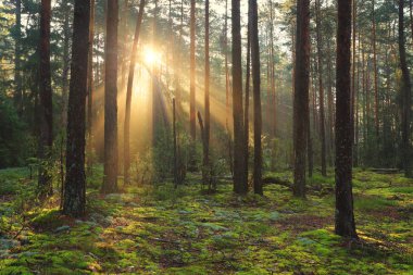 güneş ışığı altında sonbahar orman