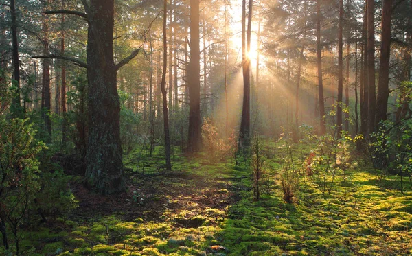 Solrig skov natur - Stock-foto