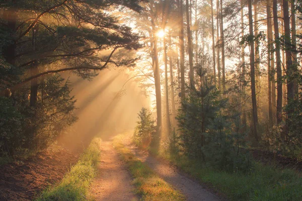 Rayos solares en el bosque — Foto de Stock