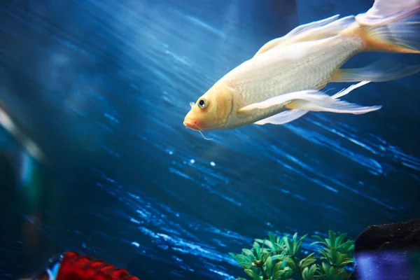 Золотые рыбы в голубой аквариумной воде — стоковое фото