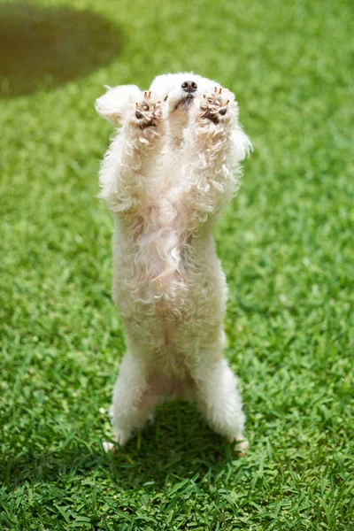 Witte poedel hond dansen — Stockfoto