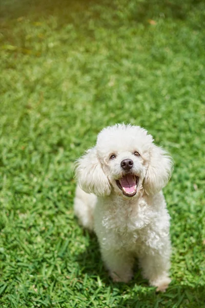 Um cão poodle branco feliz — Fotografia de Stock